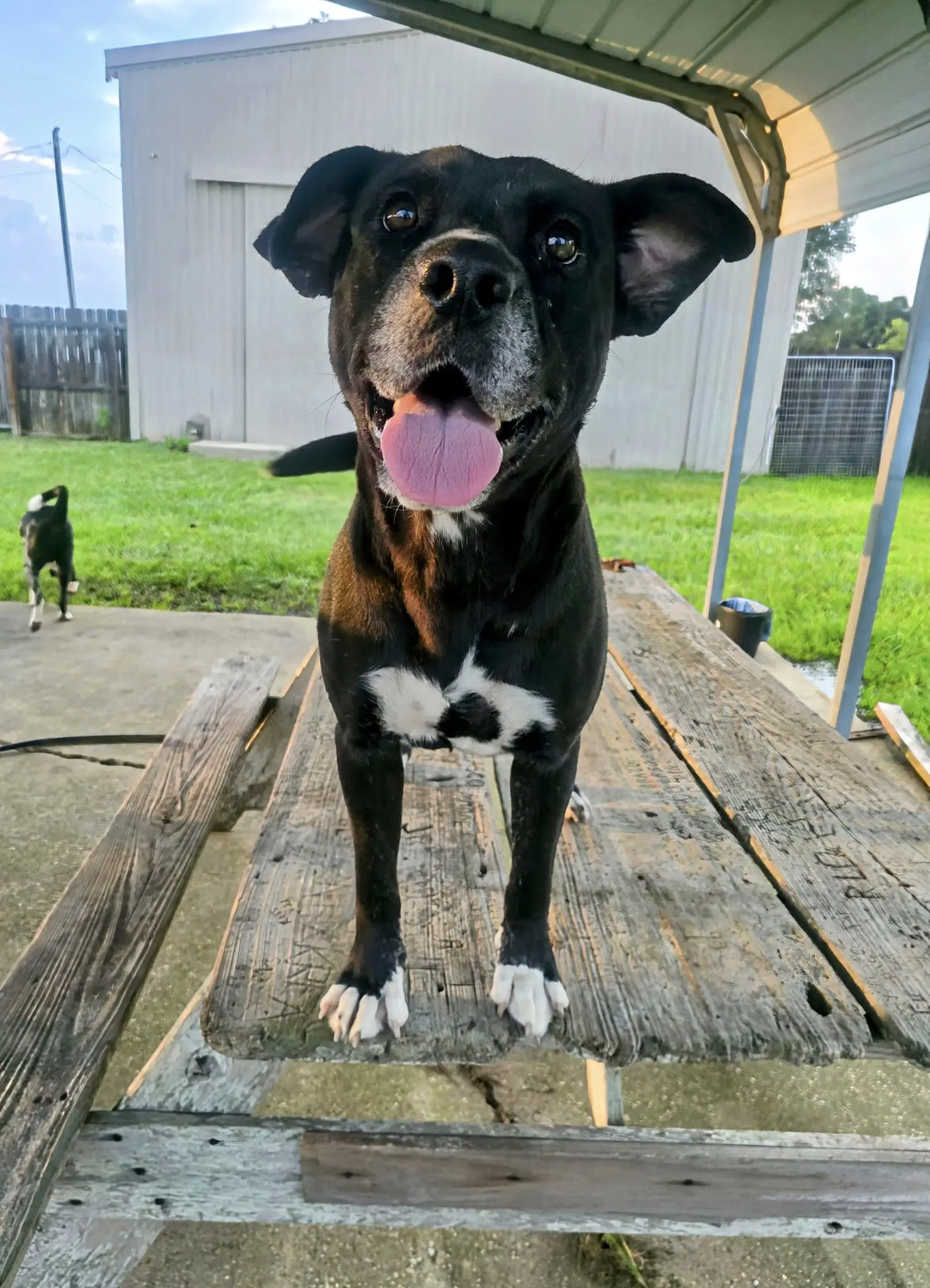 India - Sweet Soulful Girl - Labrador Retriever