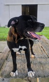 India- sweet soulful girl - Photo 4