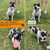 Coco - Your New Best Friend - Photo 4