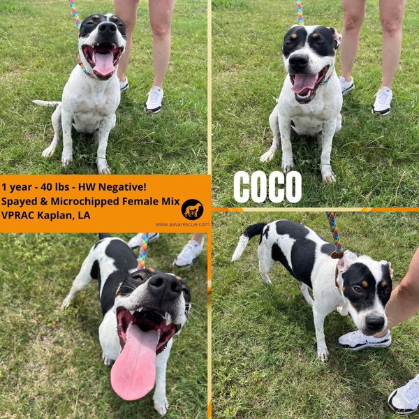 Coco - Your New Best Friend