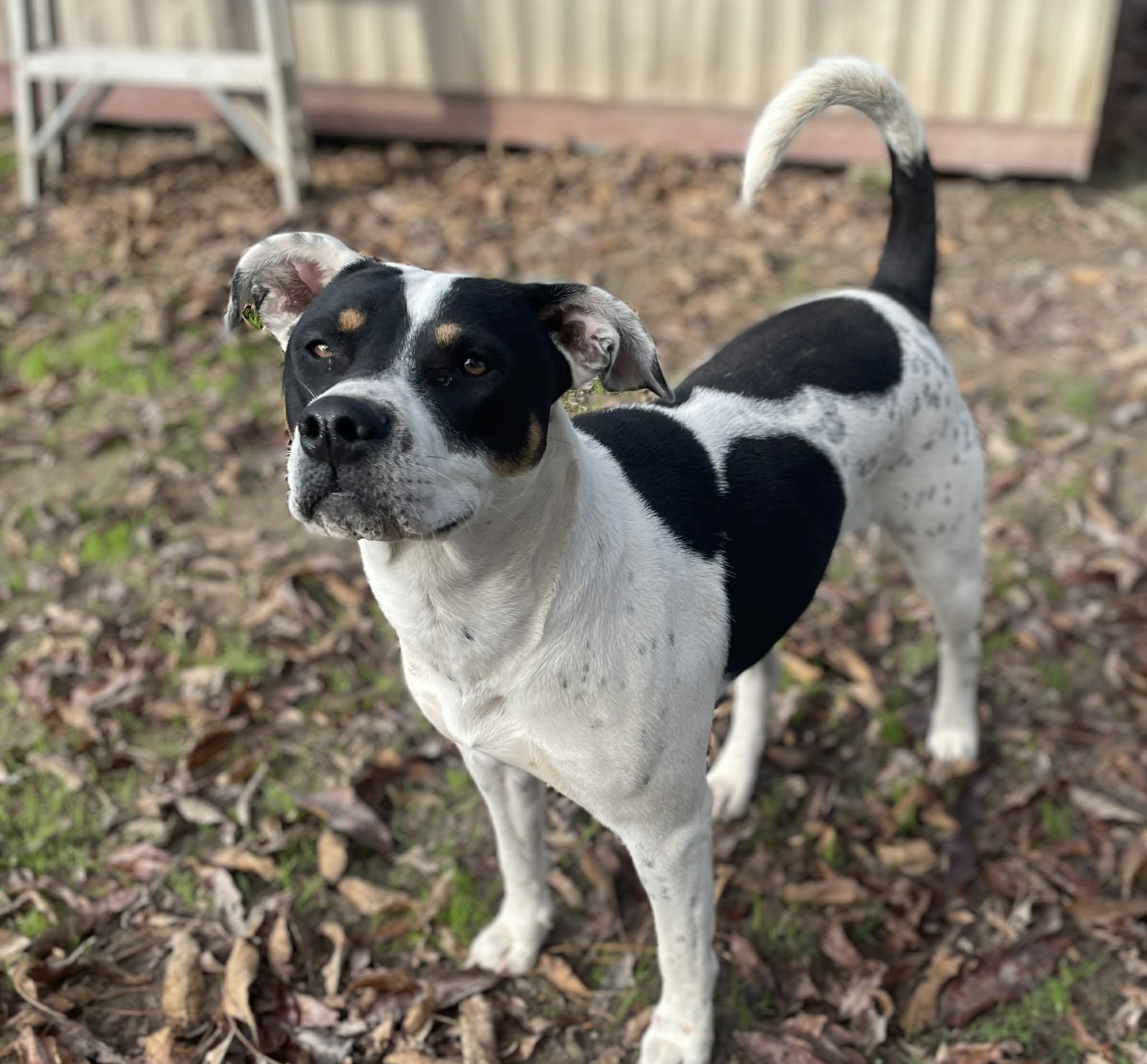 Coco - Your New Best Friend