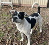 Coco - Your New Best Friend - Photo 1