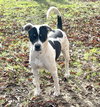 Coco - Your New Best Friend - Photo 2