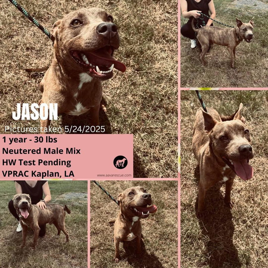 Jason - A Firecracker