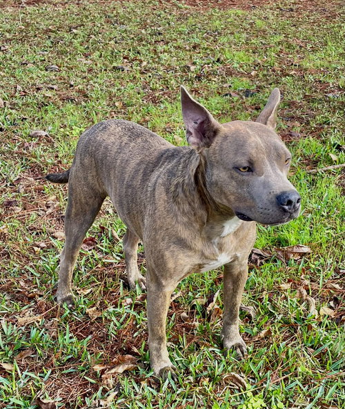 JASON - A FIRECRACKER - American Pit Bull Terrier available for adoption