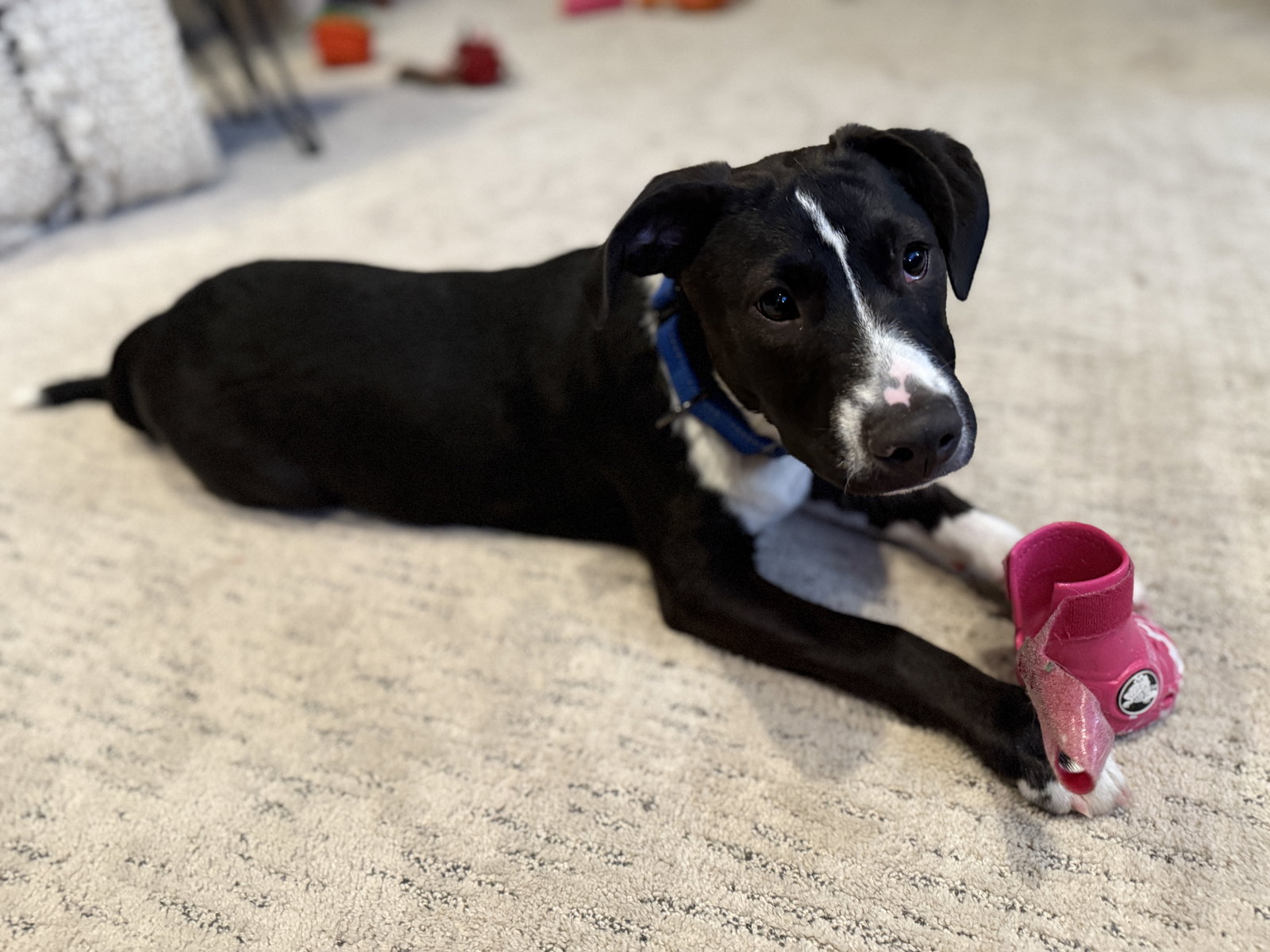 Sam- Adoption Pending