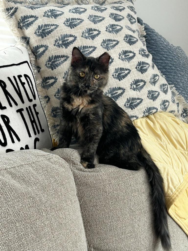 ROSIE