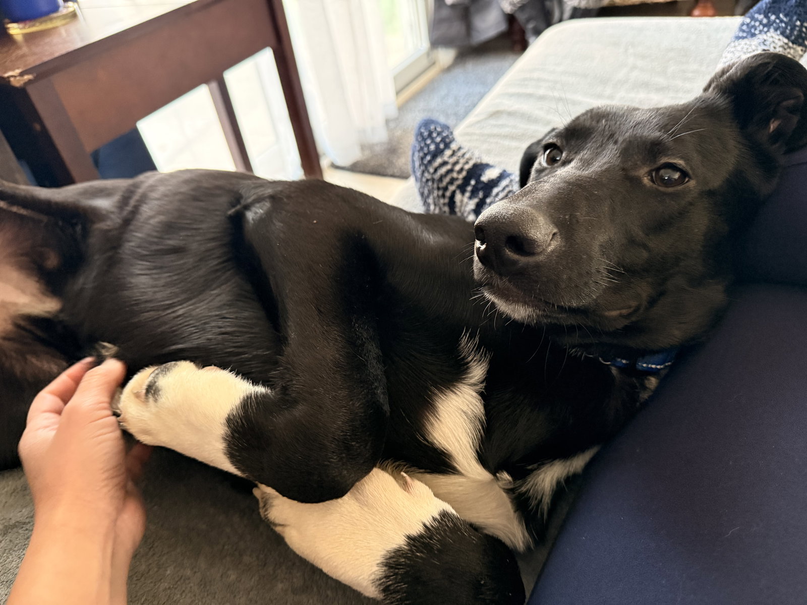 Gloria - The Sweetest Survivor