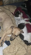 Milo - Gentle Shadow - Photo 5