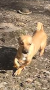 Milo - Gentle Shadow - Photo 4
