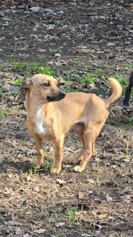 MILO - GENTLE SHADOW - Chihuahua available for adoption
