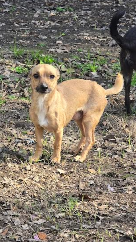 MILO - GENTLE SHADOW - Chihuahua available for adoption