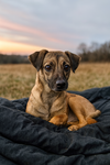 Rolo - Quiet Soul - Photo 3