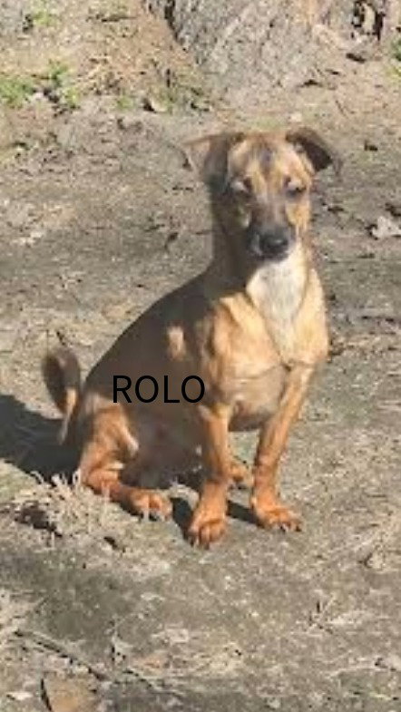 ROLO - QUIET SOUL - Chihuahua available for adoption