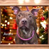 Avani- pint sized beauty! - Photo 8