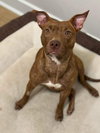 Avani- pint sized beauty! - Photo 2