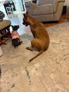 Avani- pint sized beauty! - Photo 5