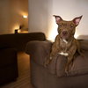 Avani- pint sized beauty! - Photo 3