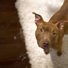Avani- pint sized beauty! - Photo 4