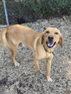 Percy - ADOPTION PENDING - Photo 4