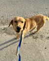 Percy - ADOPTION PENDING - Photo 6