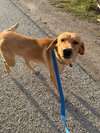 Percy - ADOPTION PENDING - Photo 7