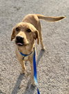 Percy - ADOPTION PENDING - Photo 8