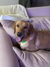 Percy - ADOPTION PENDING - Photo 1