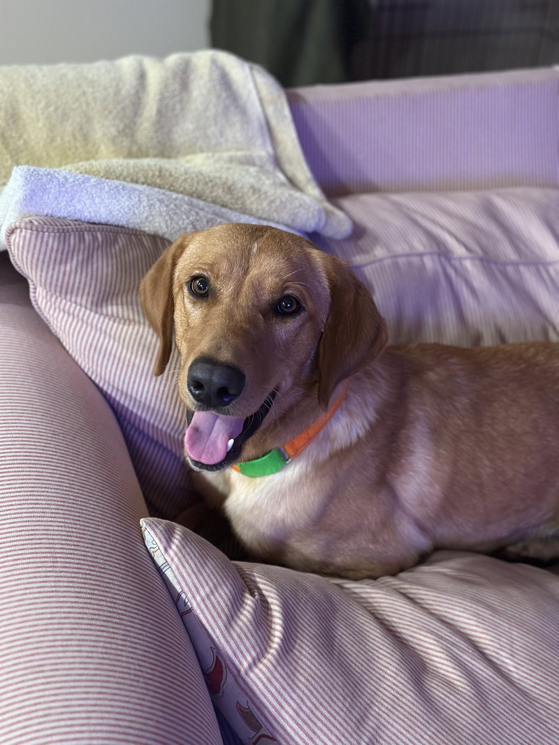 Percy – NO MORE APPS PLEASE