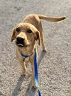 Percy - ADOPTION PENDING - Photo 2