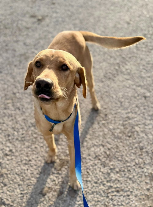 PERCY - ADOPTION PENDING - Labrador Retriever available for adoption