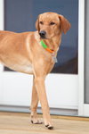 Percy - ADOPTION PENDING - Photo 3