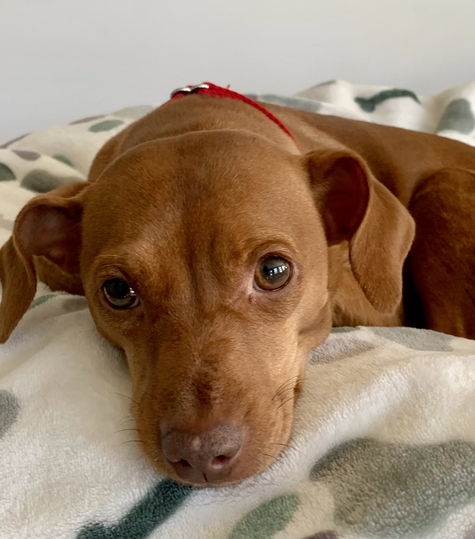 Brandi- NO MORE APPLICATIONS PLEASE!