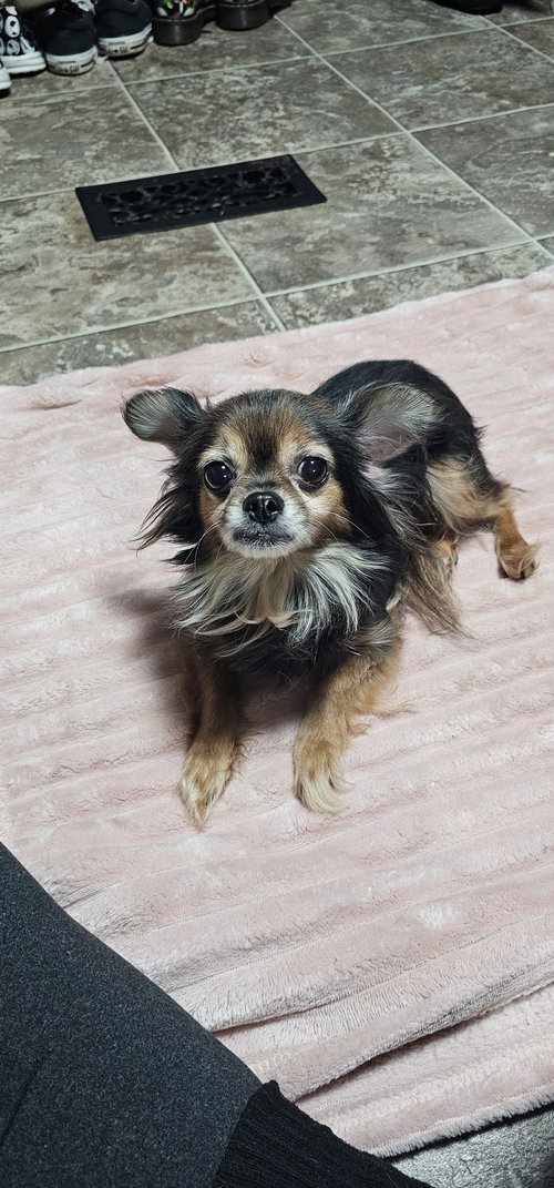 NYLA- SWEET AND SASSY SENIOR - Chihuahua / Yorkshire Terrier Yorkie available for adoption