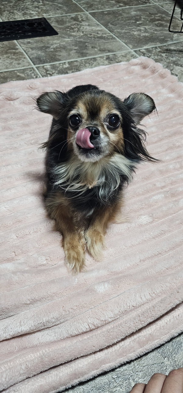 Nyla- Sweet and Sassy senior