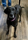 Joelle- brindle beauty - Photo 3