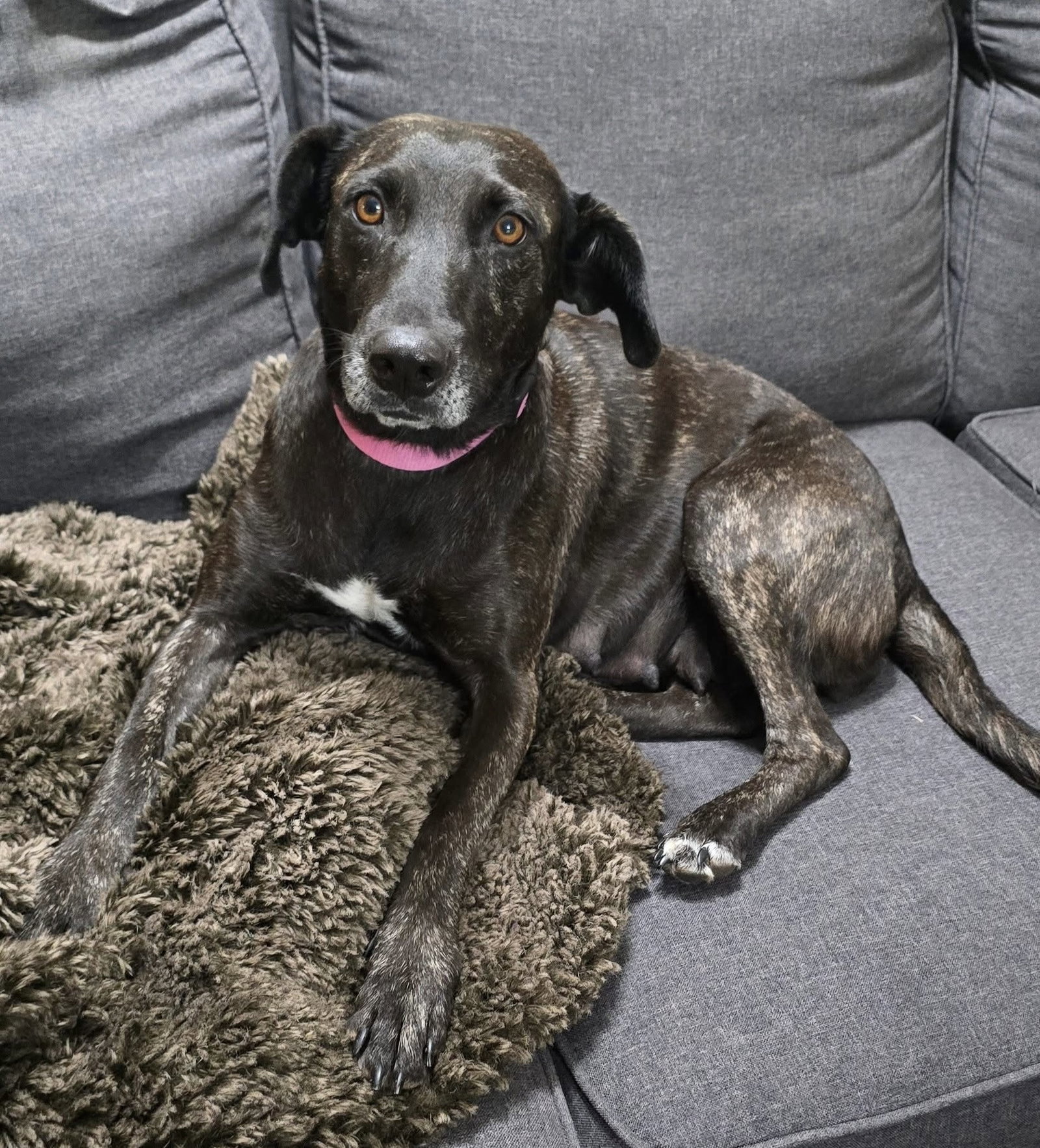 Joelle- brindle beauty