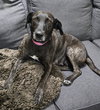 Joelle- brindle beauty - Photo 2