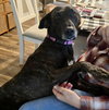 Joelle- brindle beauty - Photo 4