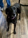 Joelle- brindle beauty - Photo 5