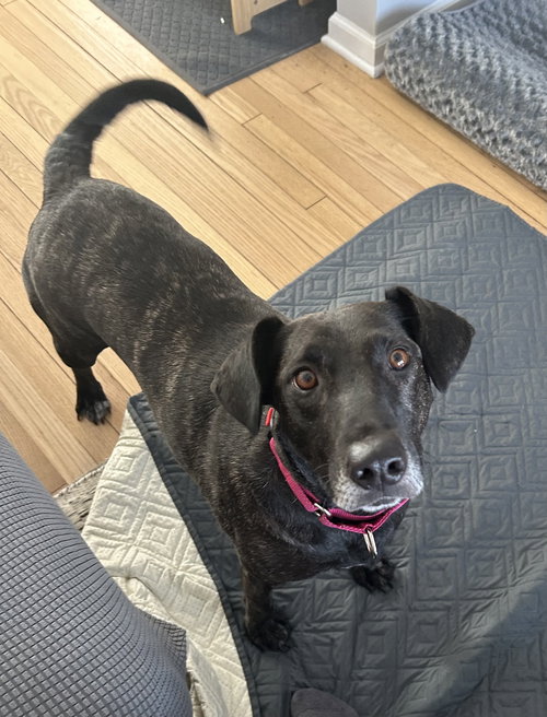JOELLE- BRINDLE BEAUTY - Labrador Retriever available for adoption
