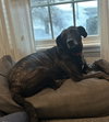 Joelle- brindle beauty - Photo 8