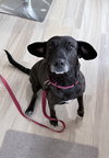 Joelle- brindle beauty - Photo 5