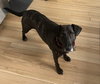 Joelle- brindle beauty - Photo 7