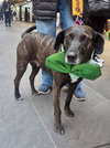 Joelle- brindle beauty - Photo 6