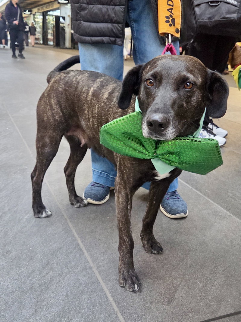 Joelle- brindle beauty