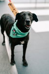 Joelle- brindle beauty - Photo 4