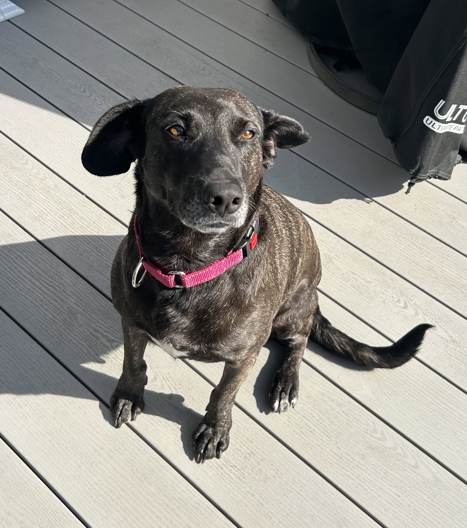 Joelle- brindle beauty