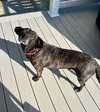 Joelle- brindle beauty - Photo 2