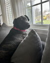 Joelle- brindle beauty - Photo 3